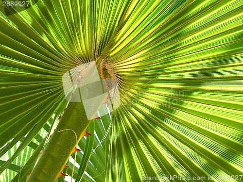 Image of Leaf of palm tree