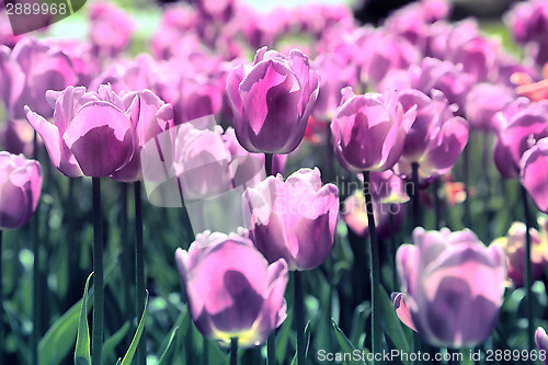 Image of Beautiful bright tulips