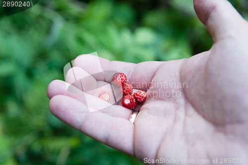 Image of Nature and berries in forest