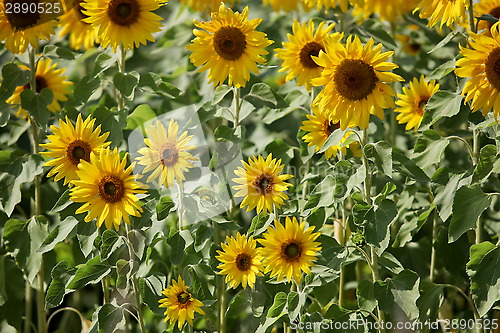 Image of field of sunflowers