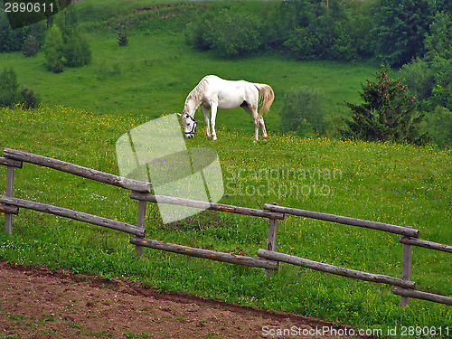 Image of White horse