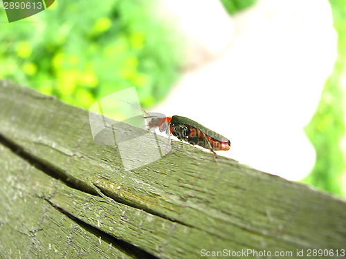 Image of Soldier Beetle 