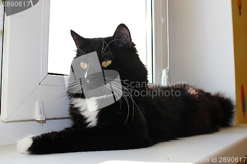 Image of black cat laying on the window-sill