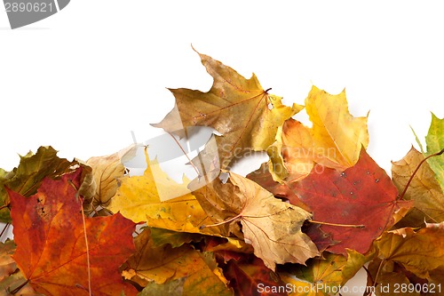 Image of Autumn maple-leaf background