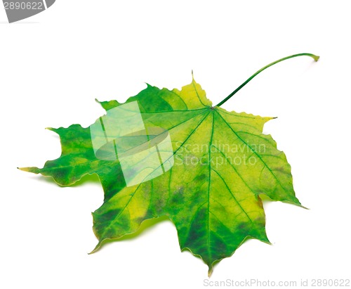 Image of Yellowed maple leaf