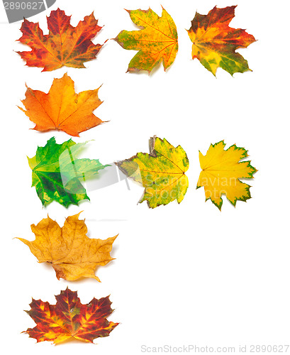 Image of Letter F composed of autumn maple leafs