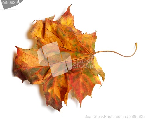 Image of Yellowed autumn maple-leaf on white background