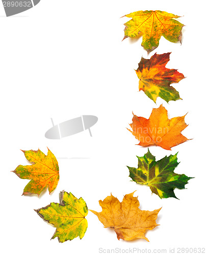 Image of Letter J composed of autumn maple leafs