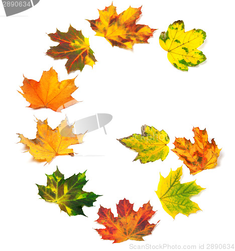 Image of Letter G composed of autumn maple leafs