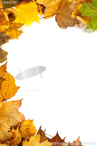 Image of Autumn maple leafs