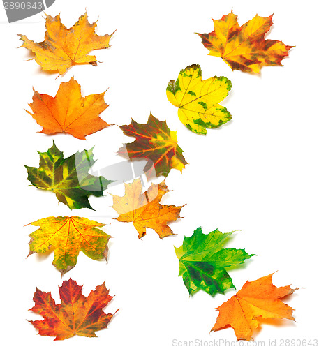 Image of Letter K composed of autumn maple leafs