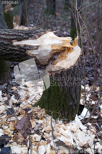 Image of Forest after the beaver's job