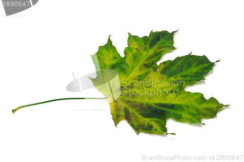 Image of Multicolor maple-leaf