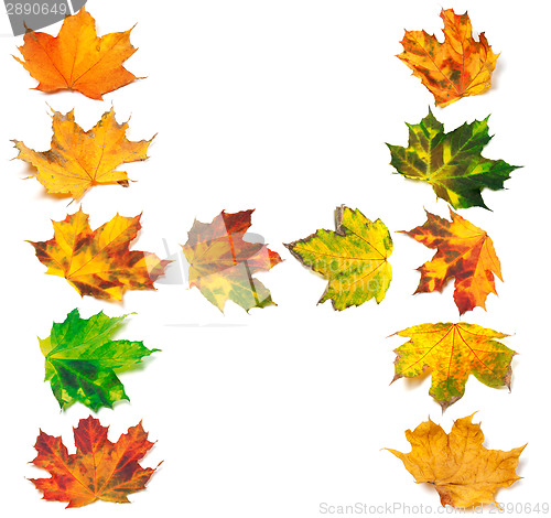 Image of Letter H composed of autumn maple leafs