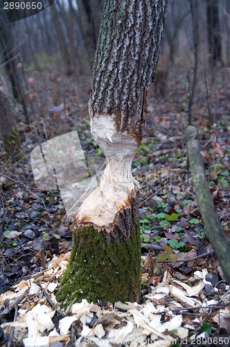 Image of Tree after beaver's job