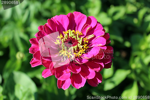 Image of beautiful and red flower of zinnia