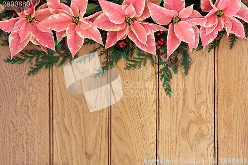 Image of Poinsettia Flowers on Oak