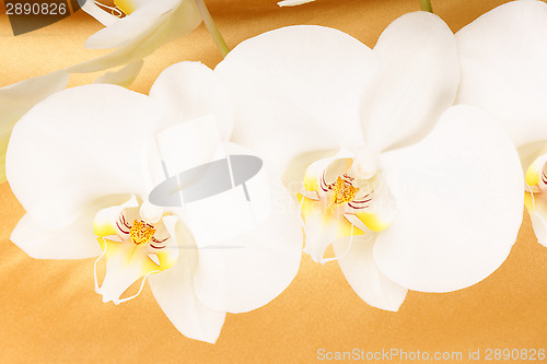 Image of Phalaenopsis Aphrodite (Moon Orchid)