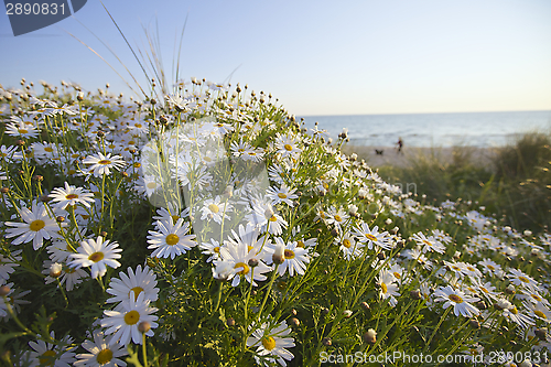 Image of Spring Flowers