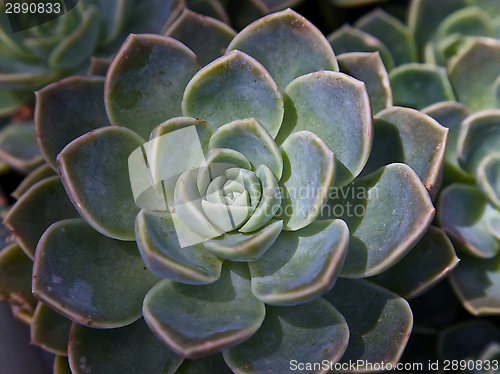 Image of Succulent, gardening