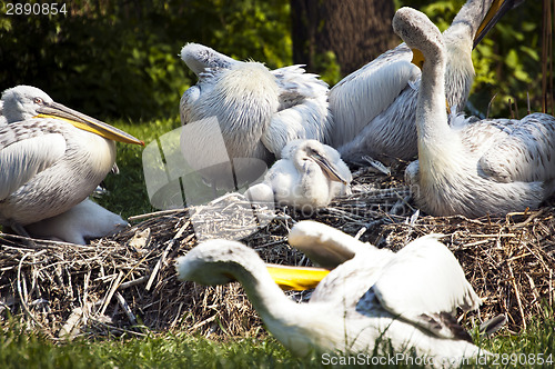 Image of Pelicans