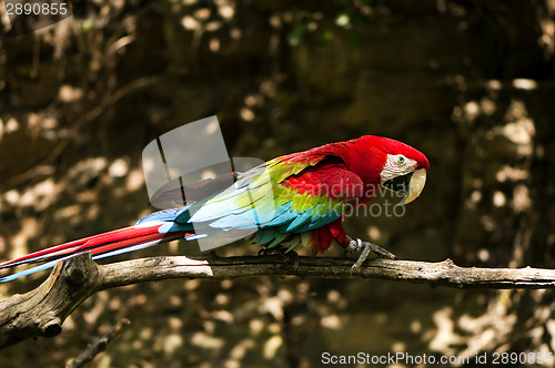 Image of Red-and-green macaw