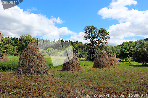 Image of sheafs of hay standing in Carpathian mountains