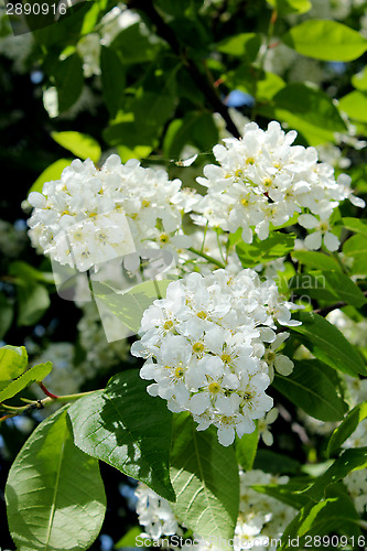 Image of big branches of bird cherry tree