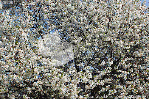 Image of tree of blossoming cherry