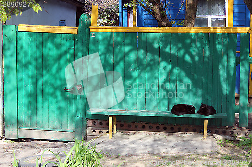 Image of two black cat laying on the bench