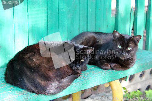 Image of two black cat laying on the bench