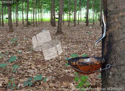 Image of rubber tree plantation