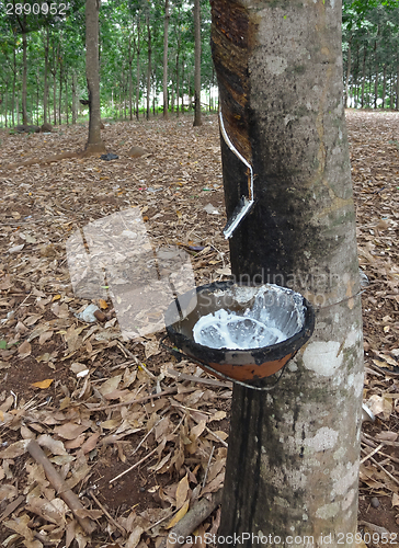 Image of rubber tree plantation