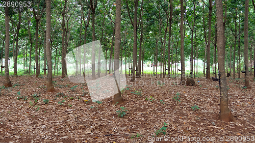 Image of rubber tree plantation