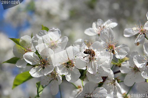 Image of bee on the flowers of blossoming cherry