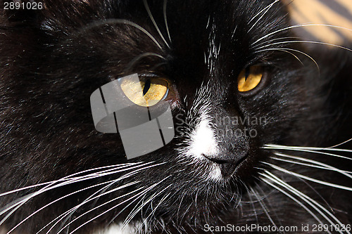 Image of muzzle of black cat
