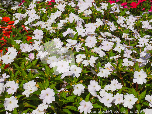 Image of Impatiens New Guinea flower