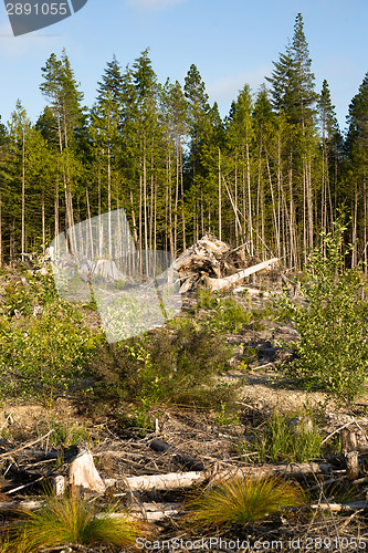 Image of Landscape left Scarred after Logging Clear Cut