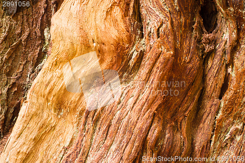 Image of Large Living Cedar Tree Wood Grain Exposed