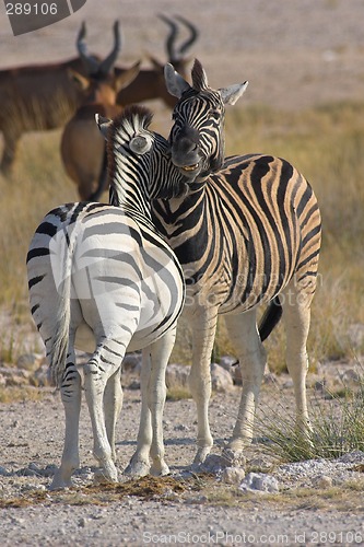 Image of Two zebras