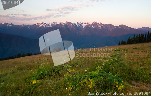 Image of Early Morning Light Olympic Mountains Hurricane Ridge