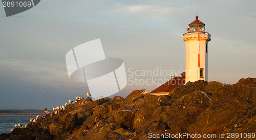 Image of Seagulls Rest Shorebirds Rock Barrier Point Wilson Lighthouse
