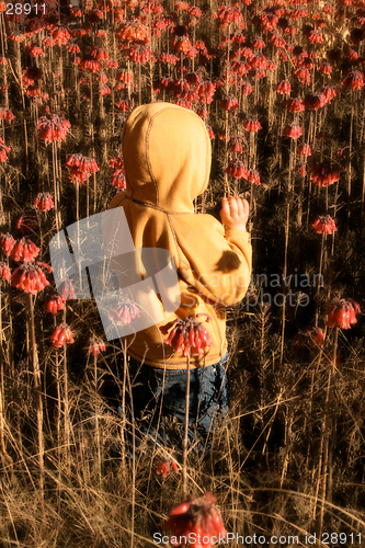 Image of Frolicking in wildflowers