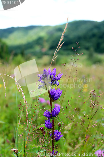 Image of beautiful pink meadow flowers