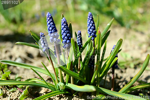 Image of Some beautiful blue flowers of muscari