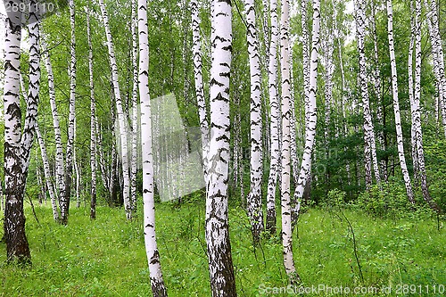 Image of Beautiful birch of summer forest
