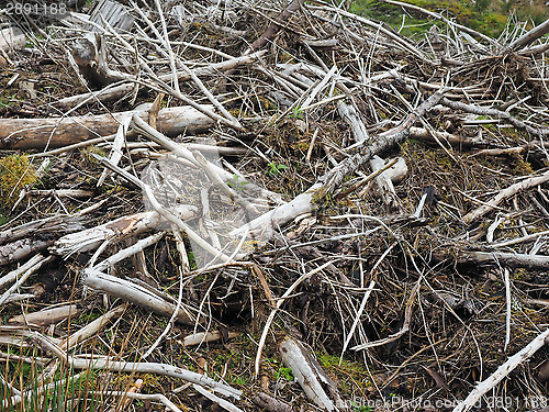 Image of pile of slash, Scotland higlands