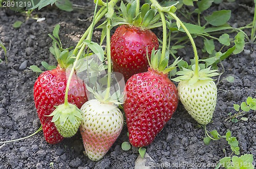 Image of Strawberry bunch