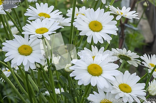 Image of Flower background