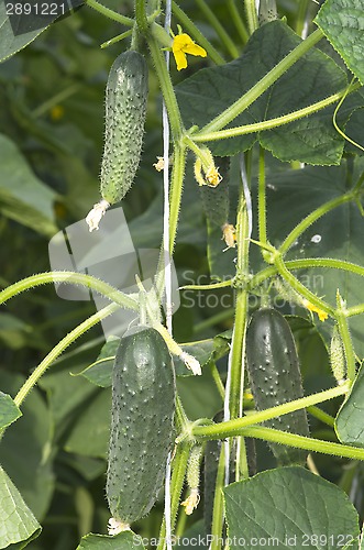 Image of Cucumber plant